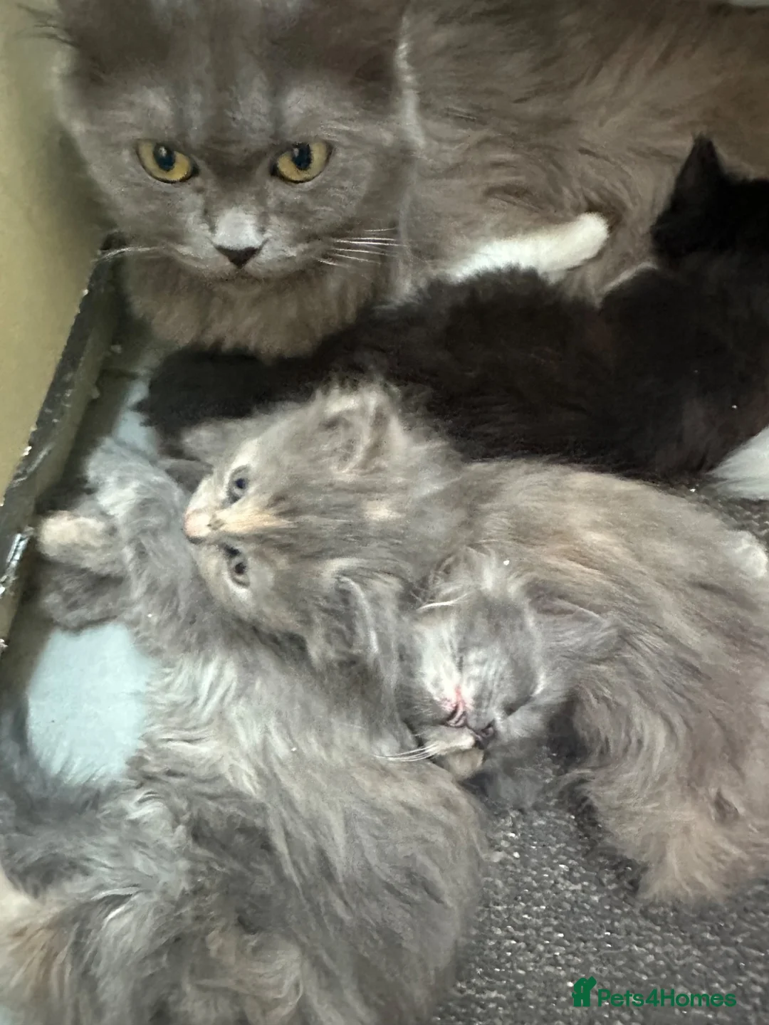 British Longhair cats for sale: British long hair + Turkish angora - Advert 14