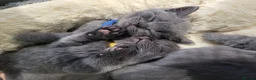British Shorthair cats for sale: ❤️British Shorthair kittens❤️ - Advert 11