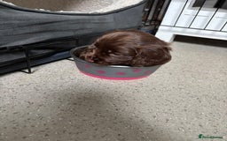 Cocker Spaniel dogs for sale: ONE FEMALE LEFT Cocker  Chocolate  - Image 17