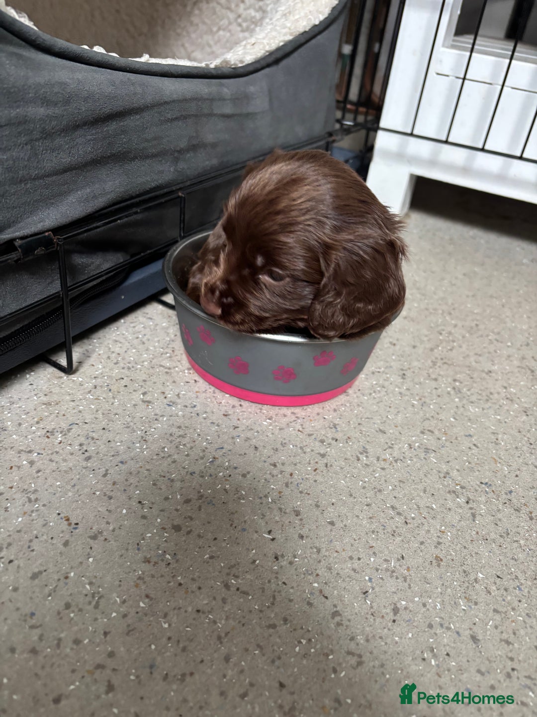 Cocker Spaniel dogs for sale: ONE FEMALE LEFT Cocker  Chocolate  - Image 17