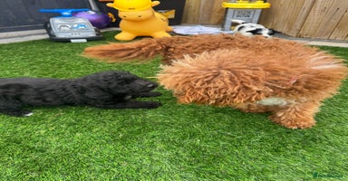 Mixed Breed dogs - Advert 5