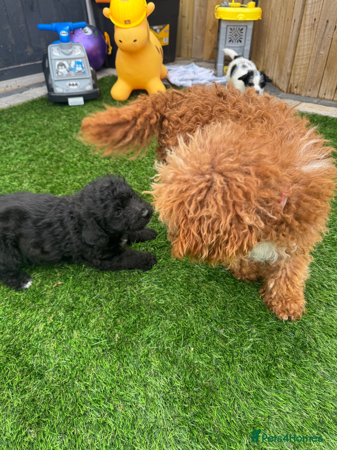 Mixed Breed dogs for sale: Black male puppy jackapoo - Image 3