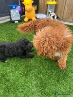 Mixed Breed dogs - Advert 3