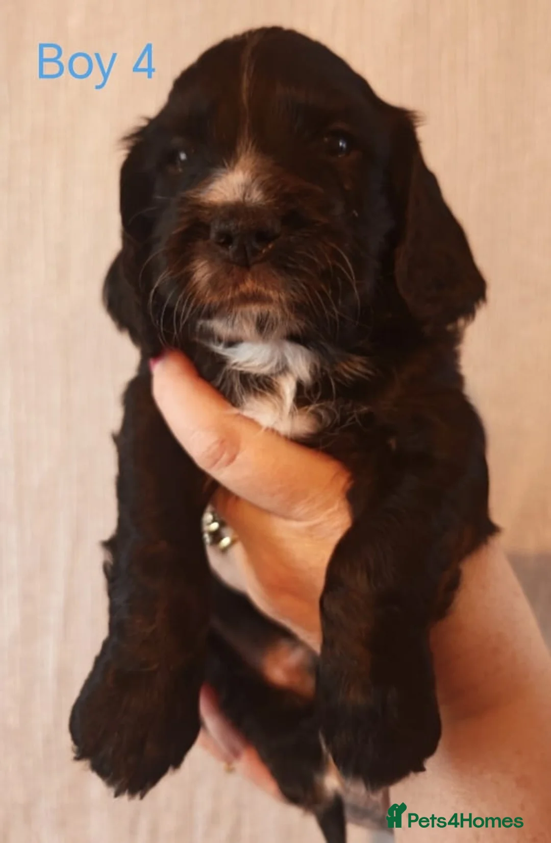 Cocker Spaniel dogs for sale: Working cocker spaniel puppies - Advert 13