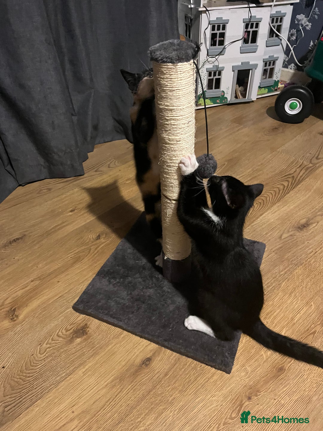 Mixed Breed cats for sale: Black tuxedo cat and female calico  - Advert 5