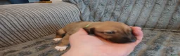 Mixed Breed dogs for sale: Lurcher pups - Advert 24