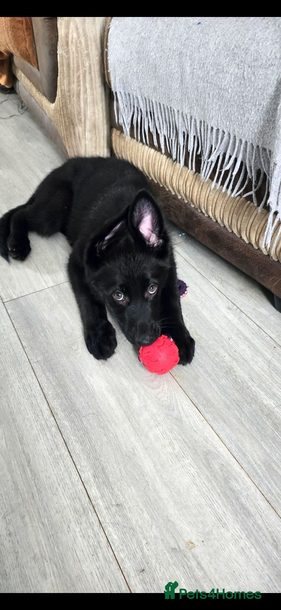 German Shepherd dogs 9 beautiful german shepards looking for a home - Advert 1