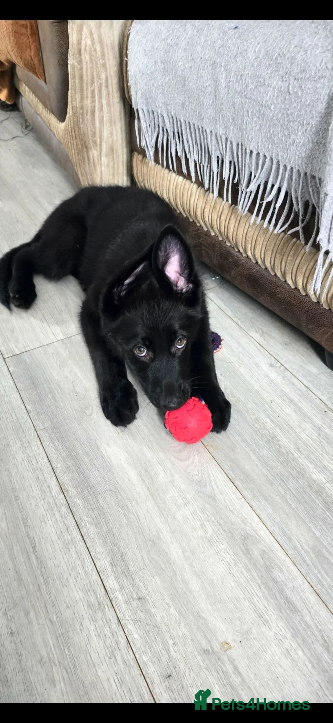 German Shepherd dogs for sale: 9 beautiful german shepards looking for a home - Advert 1