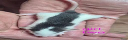 Rat rodents for sale: Baby Dumbo Rats - Advert 5