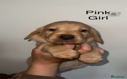 Labrador Retriever dogs for sale: Stunning Labrador Puppy's ( 4 girls, 3 boys ) - Image 29