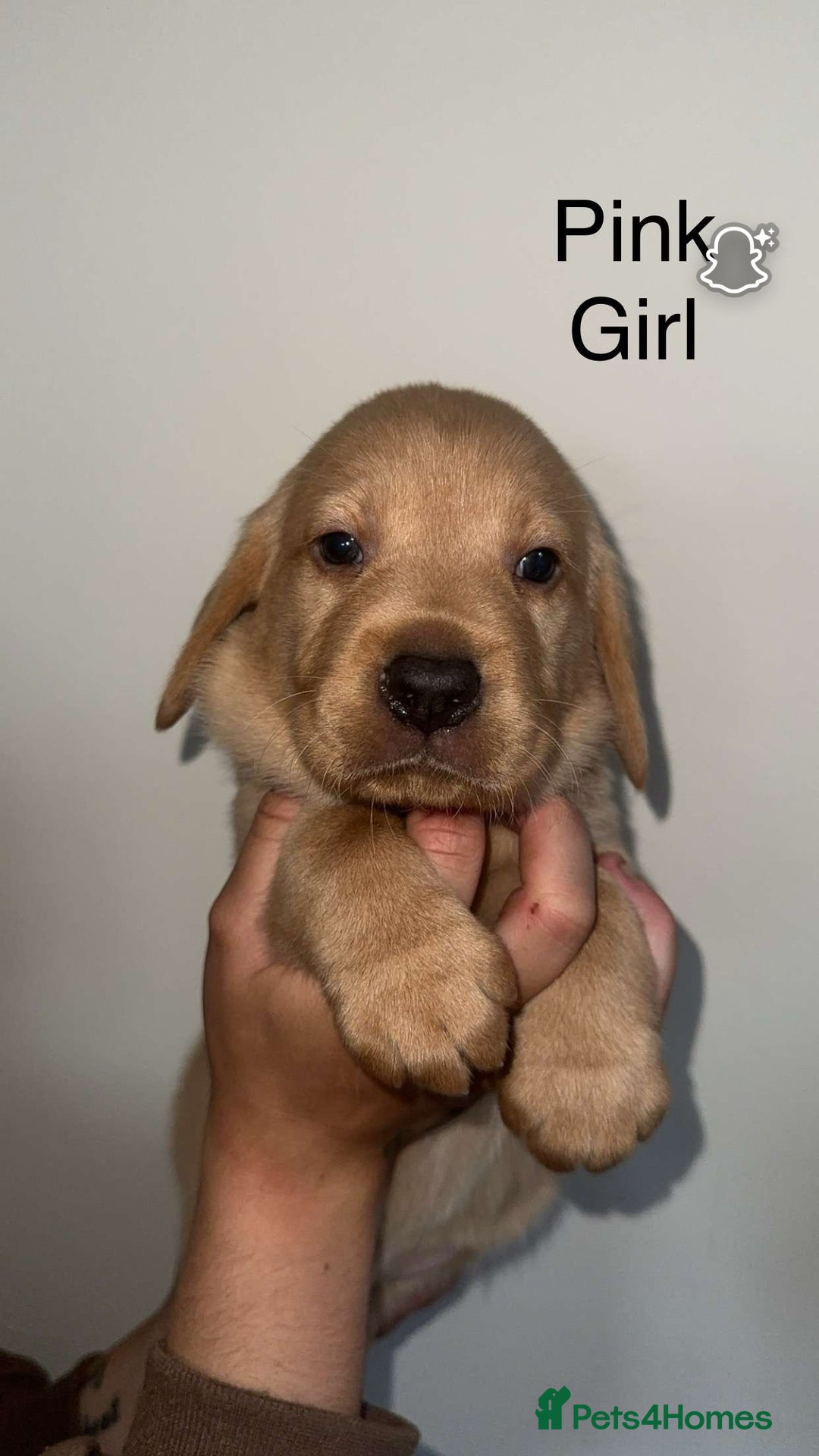 Labrador Retriever dogs for sale: Stunning Labrador Puppy's ( 4 girls, 3 boys ) - Image 29
