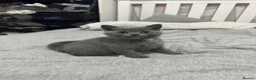 British Shorthair cats for sale: British Shorthair Kittens For sale - Advert 12