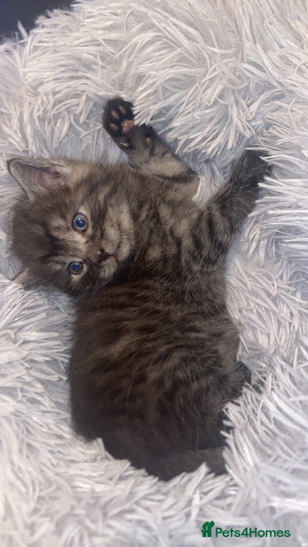 Mixed Breed cats for sale: Cute fluffy smoke grey kitten - Advert 7