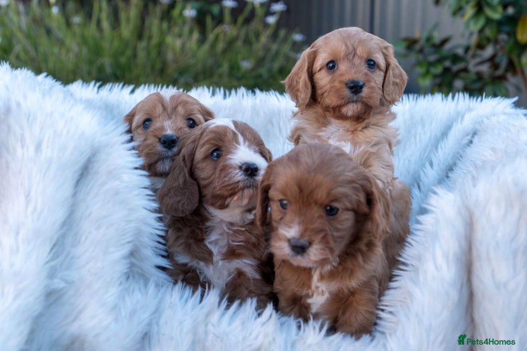 Cavapoo dogs for sale: Beautiful Cavapoo Puppies 1st Generation for sale - Image 2