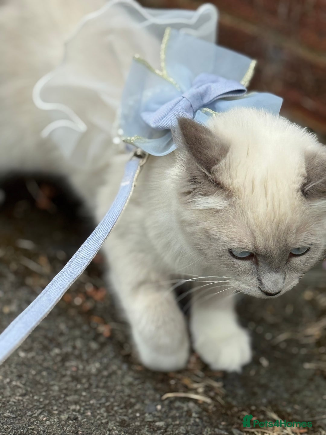 Ragdoll cats for sale: Beautiful Female Ragdoll Kitten  - Image 3