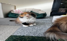 Scottish Fold cats for sale: TICA registered Scottish Fold Girl - Image 5