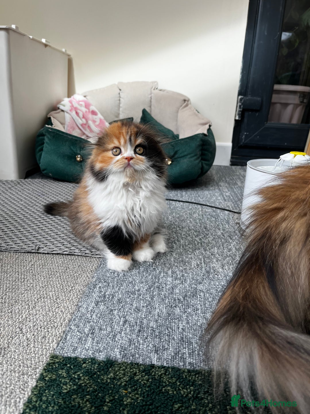 Scottish Fold cats for sale: TICA registered Scottish Fold Girl - Image 5