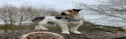 Jack Russell dogs for stud: Jack Russell Terrier Stud - Advert 7