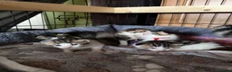 Mixed Breed cats for sale: Tabby kittens - Advert 10