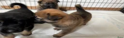 Mixed Breed dogs for sale: Belgian Malinois x German Shepherd Puppies - Advert 4