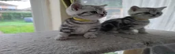 British Shorthair cats for sale: Silver Tabby Kittens, Rare GCCF Show Quality.  - Advert 35