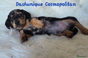 Miniature Dachshund dogs KC reg, gorgeous litter, pra clear.5* Licensed - Advert 11