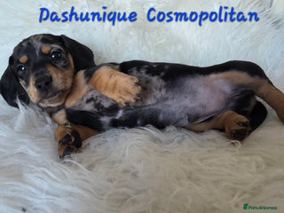 Miniature Dachshund dogs KC reg, gorgeous litter, pra clear - Advert 8