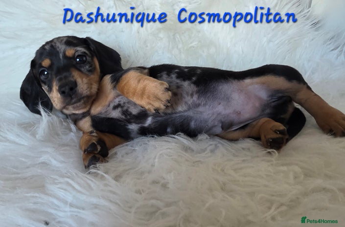 Miniature Dachshund dogs KC reg, gorgeous litter, pra clear - Advert 2