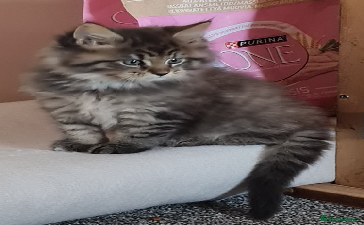 Maine Coon cats Beautiful Pedigree Mainecoons - Advert 1