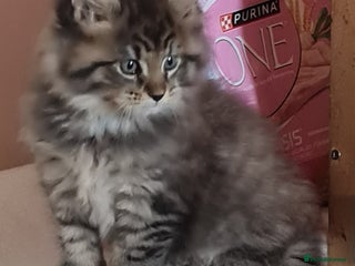 Maine Coon cats Beautiful Pedigree Mainecoons - Advert 1