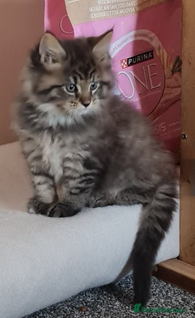 Maine Coon cats Beautiful Pedigree Mainecoons - Advert 1