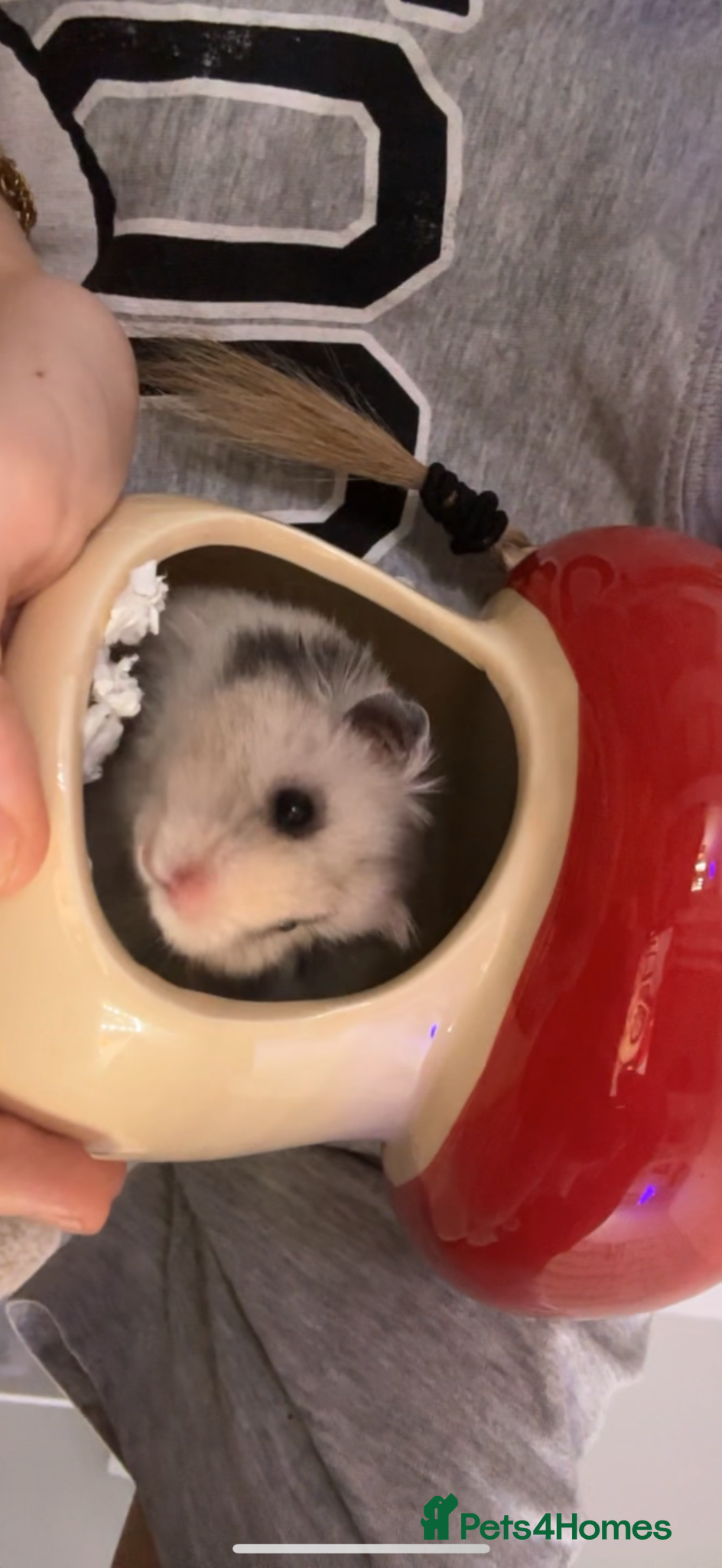 Hamster rodents for sale: Long haired Syrian hamster in Solihull - Advert 3