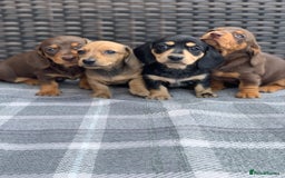 Miniature Dachshund dogs for sale: KC Registered true petite Miniature Dachshunds - Image 8