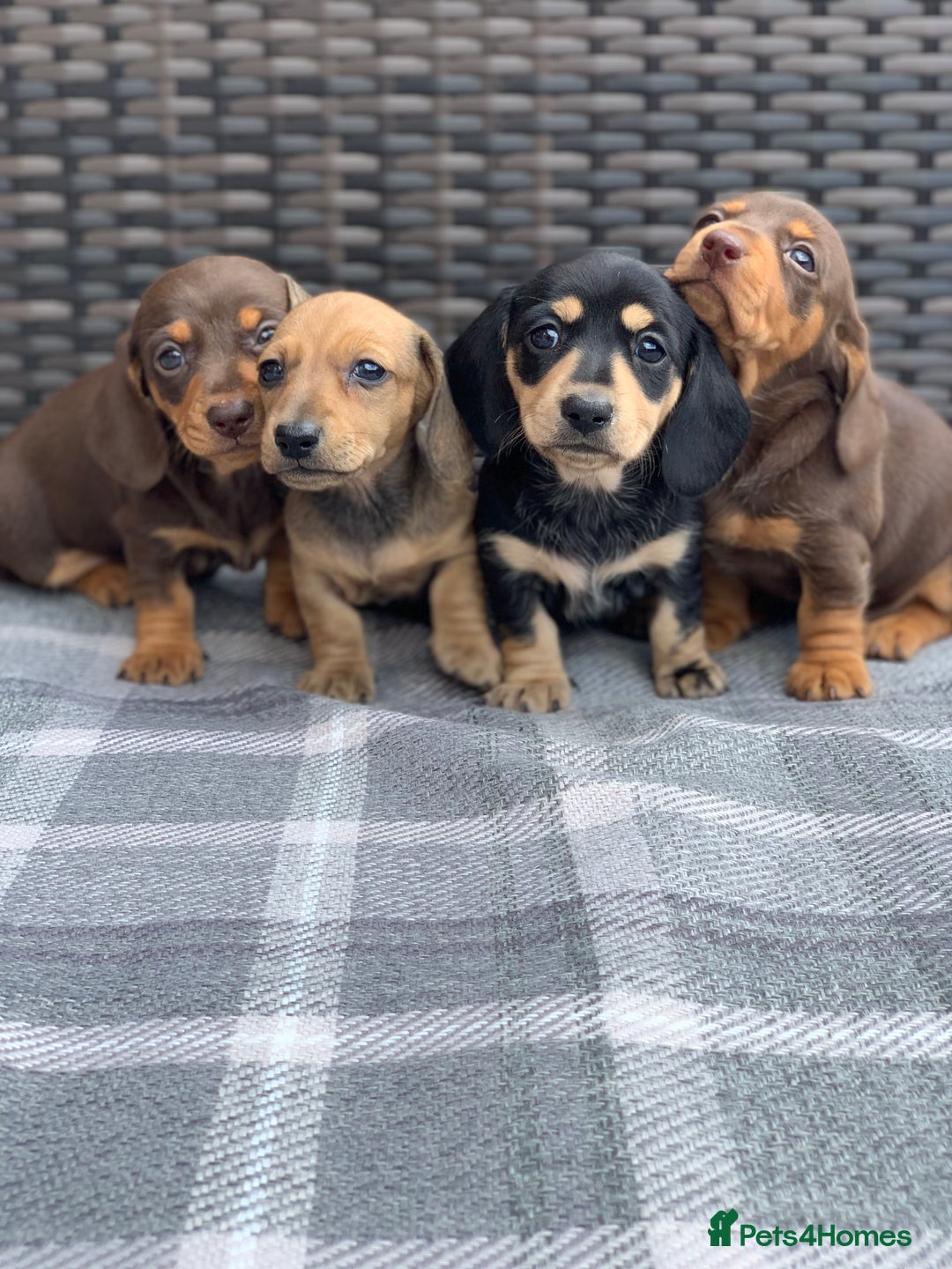 Miniature Dachshund dogs for sale: KC Registered true petite Miniature Dachshunds - Image 8