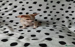 Chihuahua dogs for sale:  - chihuahua - two cheerful boys - Advert 3