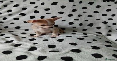 Chihuahua dogs  - chihuahua - two cheerful boys - Advert 8