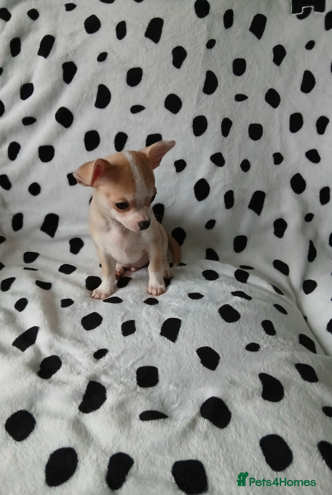 Chihuahua dogs for sale:  - chihuahua - two cheerful boys - Advert 3