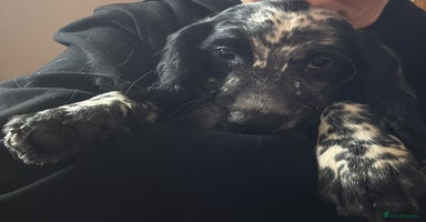 Sprocker dogs - Advert 16