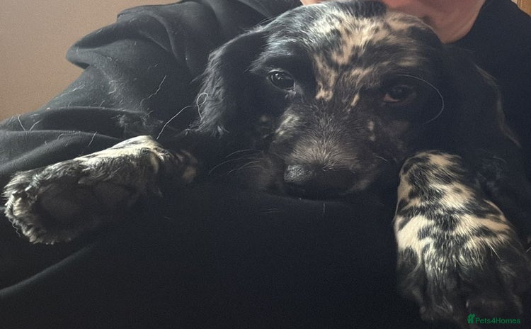 Sprocker dogs - Advert 14