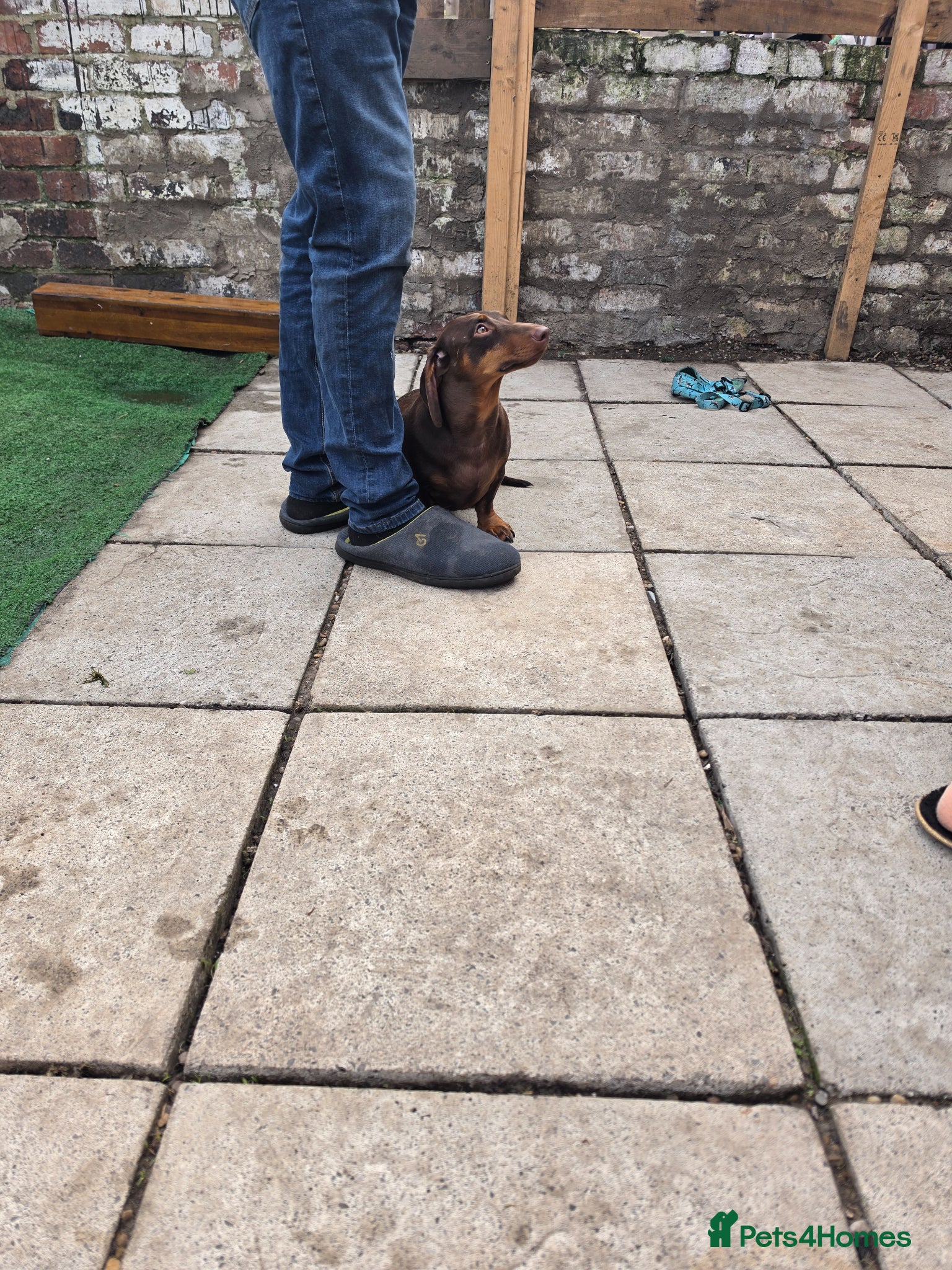 Miniature Dachshund dogs Dash.  - Advert 1