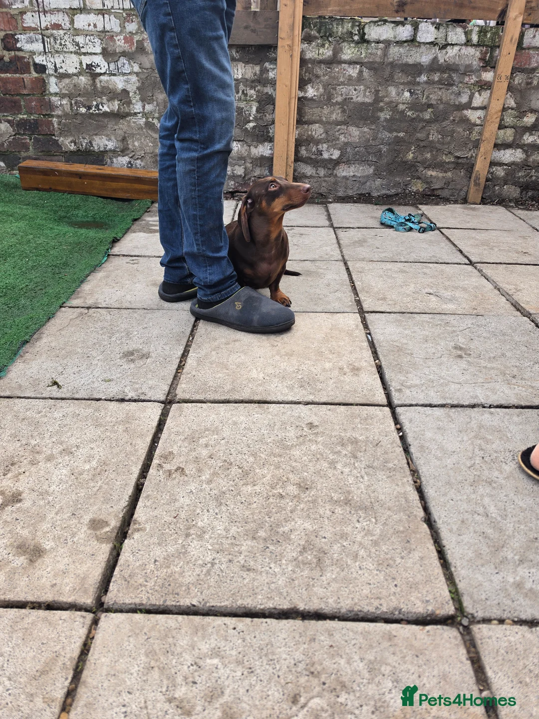 Miniature Dachshund dogs for sale: Dash.  - Advert 1