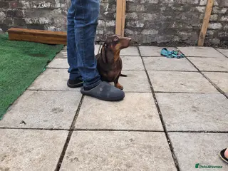 Miniature Dachshund dogs Dash. - Advert 1