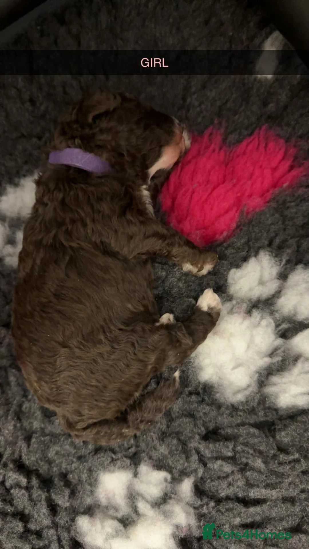 Maltipoo dogs for sale: Beautiful maltipoo puppies - Advert 12