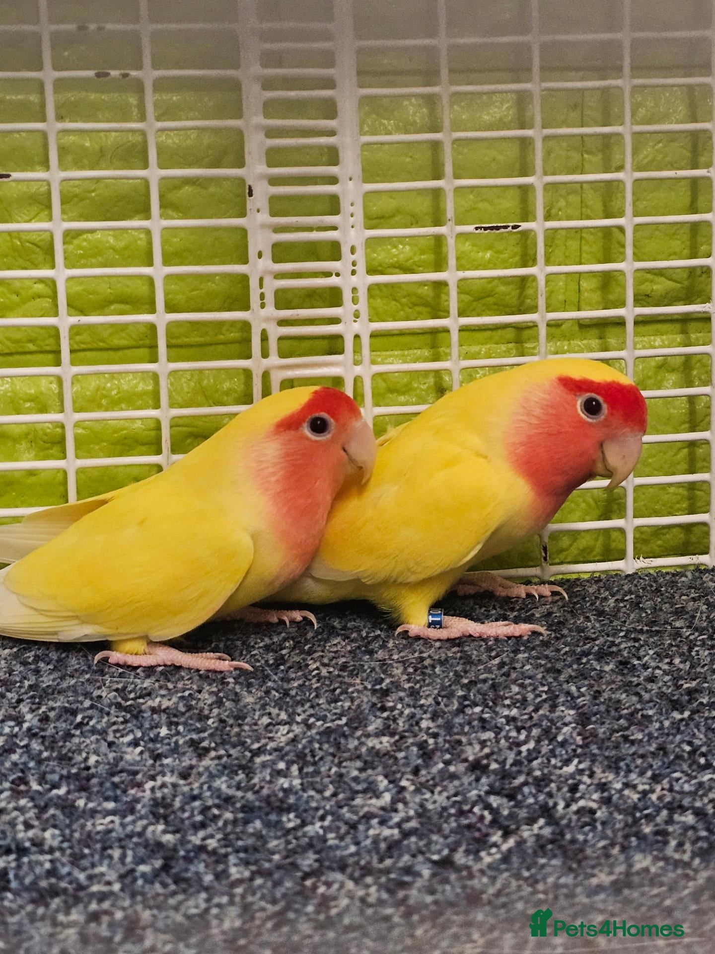 Lovebirds birds Yellow lovebirds pair - Advert 1