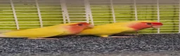 Lovebirds birds for sale: Yellow lovebirds pair in Cambridge - Advert 1