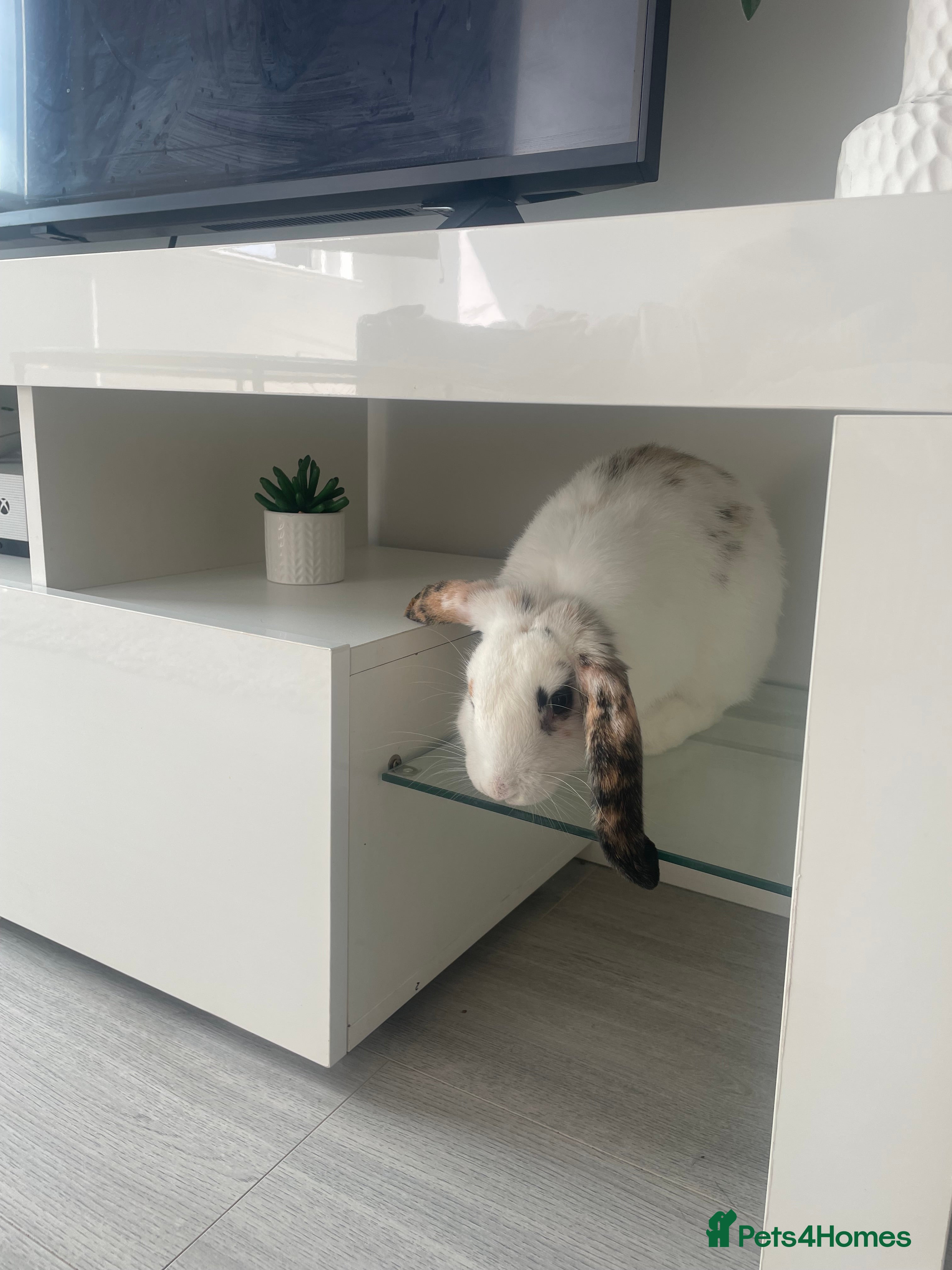 English Lop rabbits gorgeous white rabbit  - Advert 1