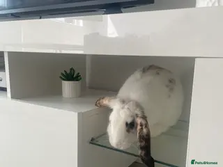 English Lop rabbits gorgeous white rabbit - Advert 1