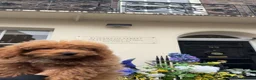 Cavapoochon dogs for sale: Beautiful Teddy Bear Cavapoochon Girl – Bijou - Advert 5