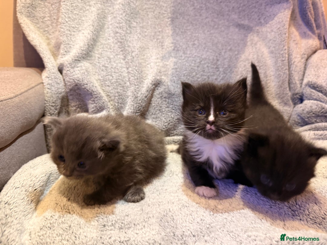 Mixed Breed cats for sale: 3 Gorgeous Long Hair Kittens Available - Image 9