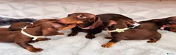 Miniature Dachshund dogs for sale: 🌟🌟Beautiful tan/fawn miniature dachshund🌟 🌟 - Advert 24